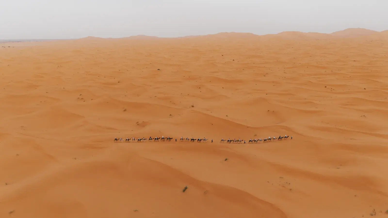 Aerial view of camel caravan crossing a sea of golden dunes