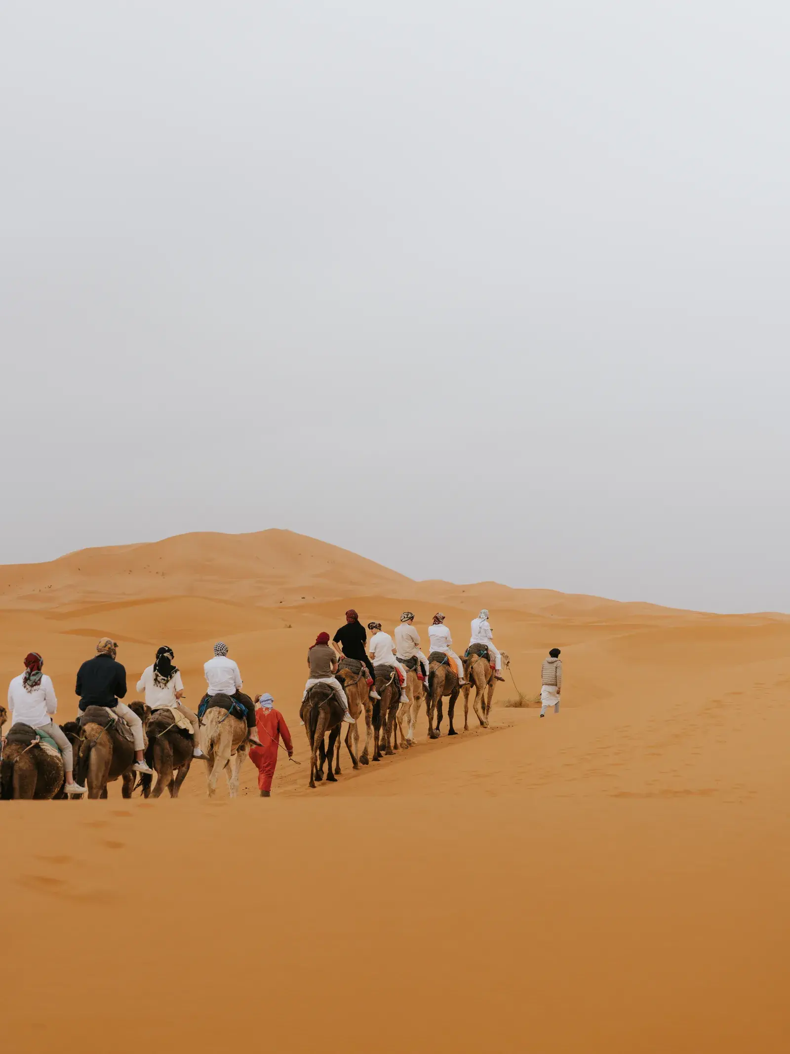 Camel caravan climbing a golden sand dune