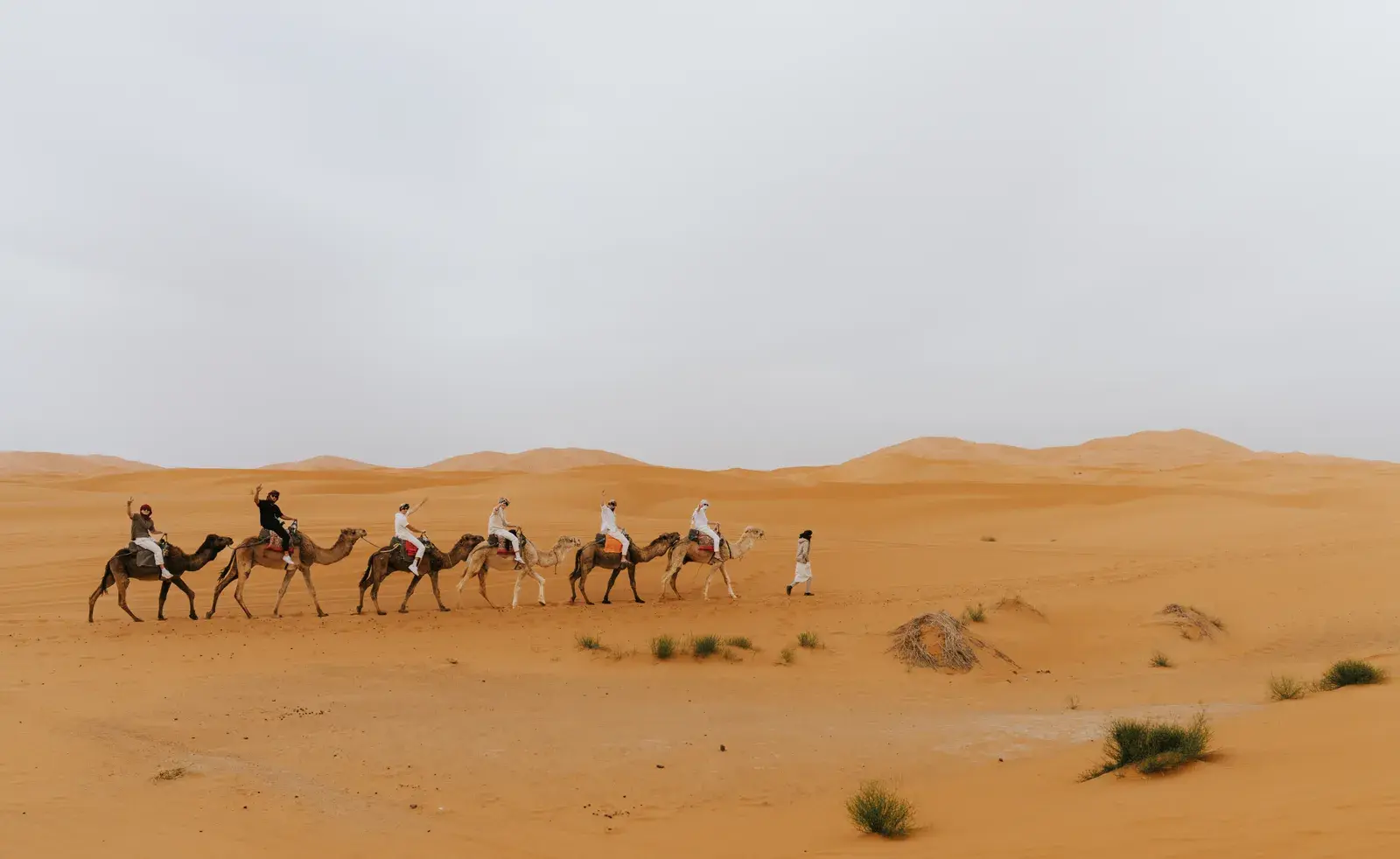 Caravana de camellos cruzando el dorado desierto del Sahara