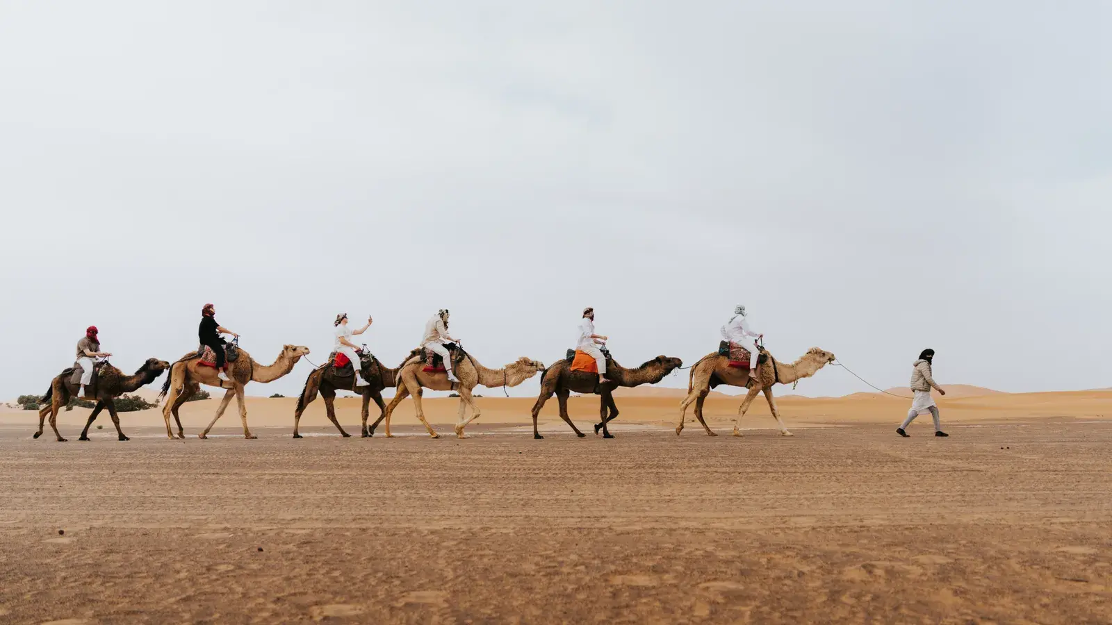 Panoramic view of camel caravan crossing the golden Sahara dunes
