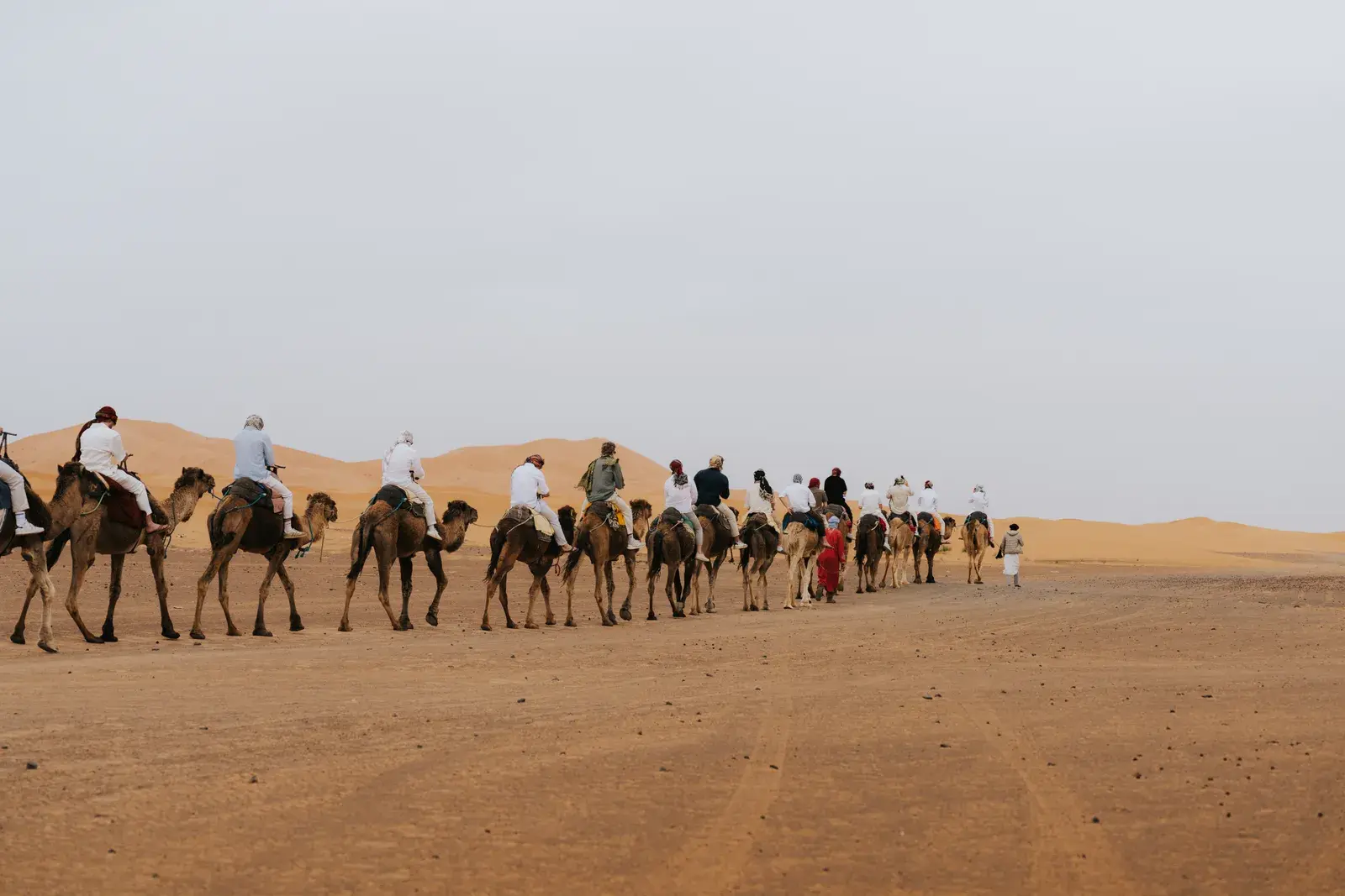 Camel caravan heading towards the Sahara dunes