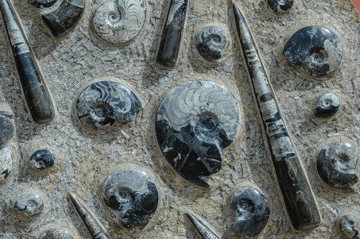 Fossils museum in Erfoud tour from Marrakech